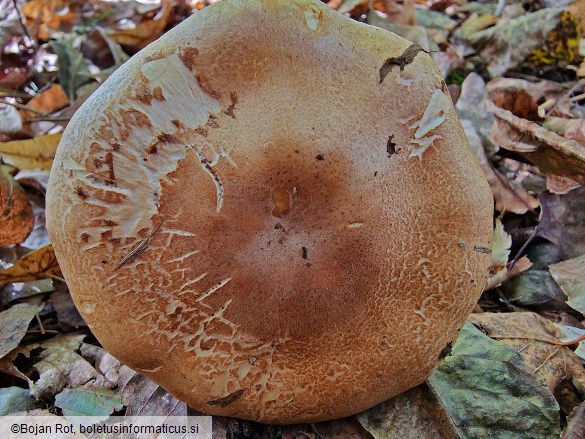 Phlegmacium cliduchus