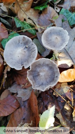 Tricholoma terreum