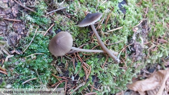 Mycena galopus