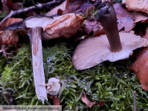 Pluteus atromarginatus