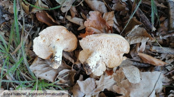 Hydnum repandum