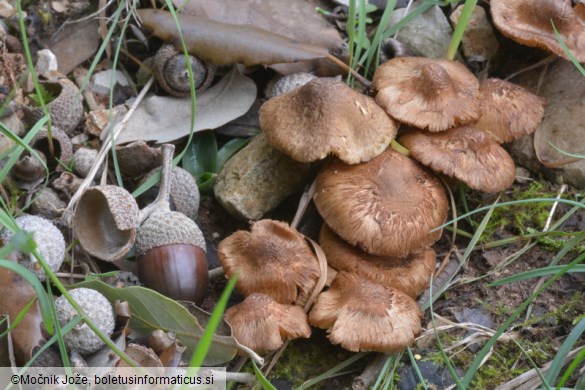 Inocybe tenebrosa