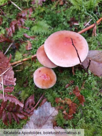 Hypholoma lateritium
