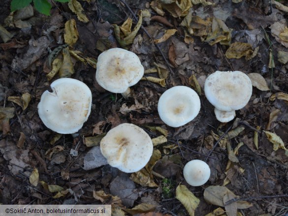 Tricholoma stiparophyllum