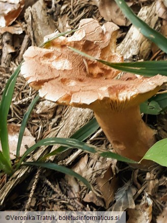 Lactarius helvus