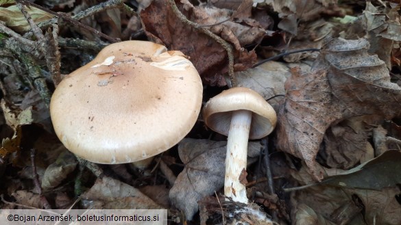 Cortinarius olidus