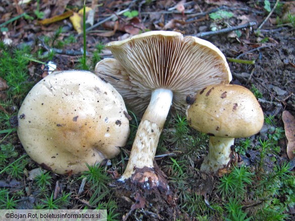 Cortinarius cephalixus