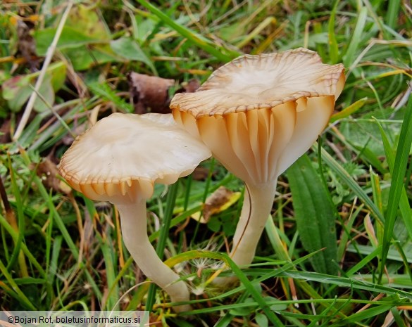 Cuphophyllus colemannianus