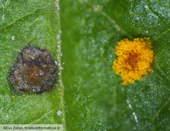 Phragmidium rubi-idaei