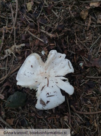 Tricholoma columbetta