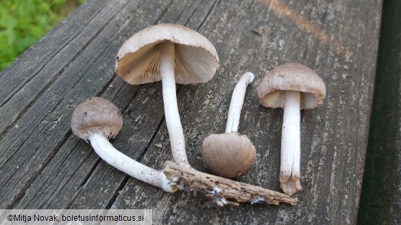 Coprinopsis melanthina