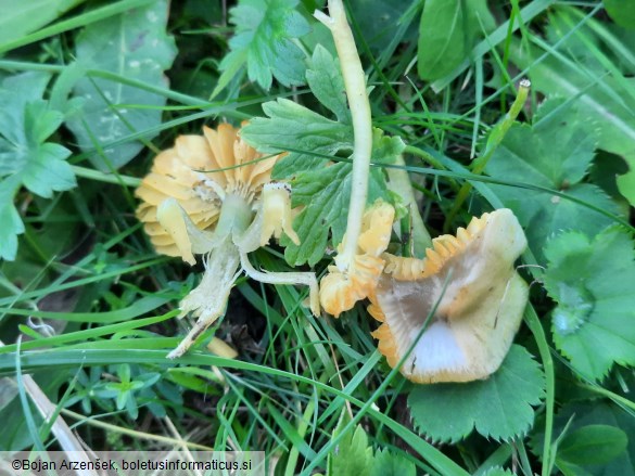 Gliophorus psittacinus