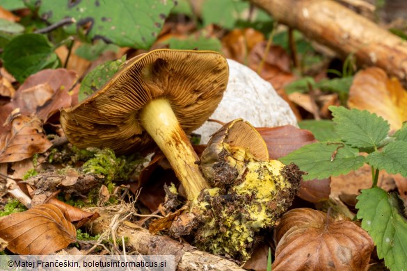 Cortinarius atrovirens