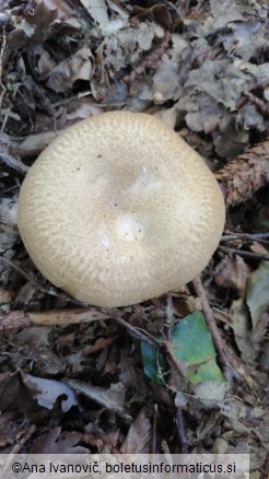 Paxillus involutus