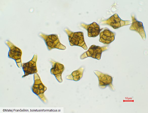 Phragmotrichum chailletii