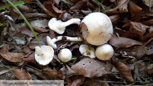 Hygrophorus fagi