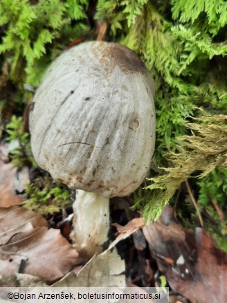 Coprinopsis romagnesiana