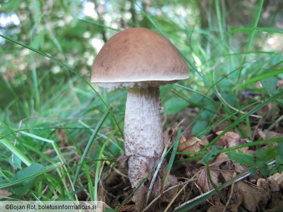 Leccinellum pseudoscabrum