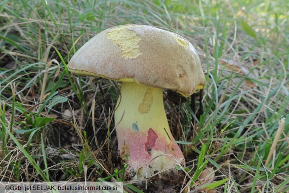 Butyriboletus fechtneri