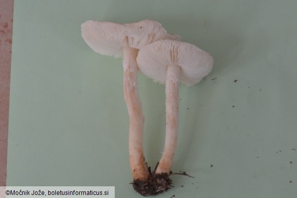 Lepiota erminea