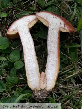 Xerocomus silwoodensis