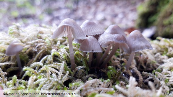 Mycena leptocephala