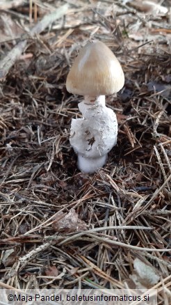 Amanita battarrae