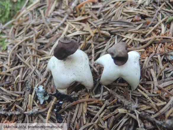 Geastrum quadrifidum