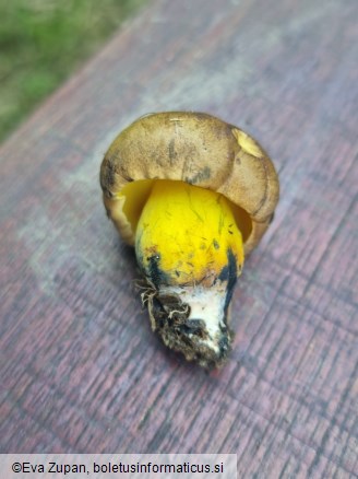 Cyanoboletus pulverulentus