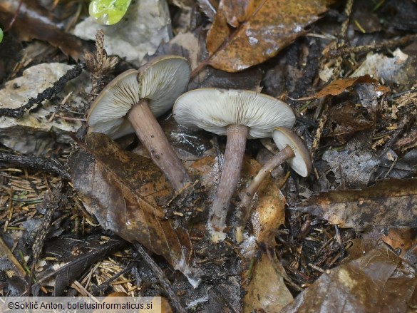 Calocybe obscurissima