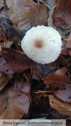 Lepiota clypeolaria