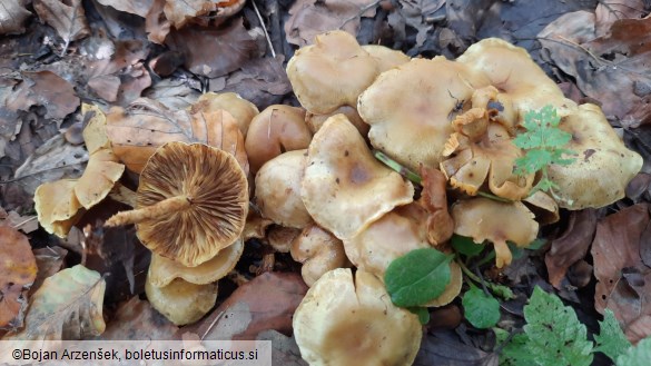 Pholiota gummosa