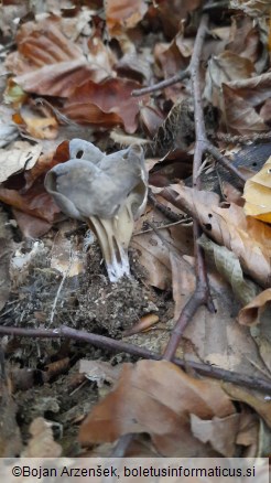 Helvella lacunosa