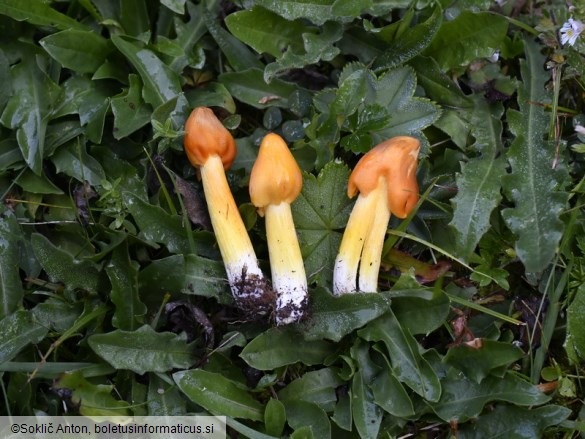 Hygrocybe acutoconica