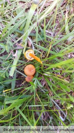 Hygrocybe