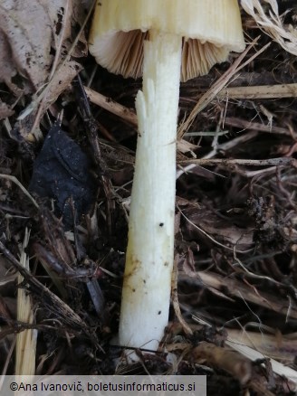 Bolbitius titubans