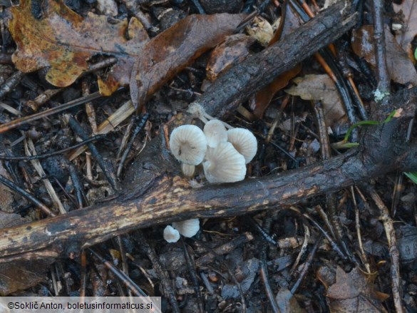 Mycena arcangeliana