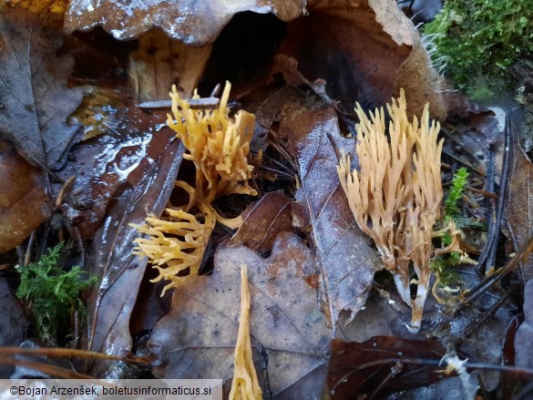 Ramaria stricta