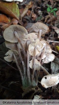 Gymnopus confluens