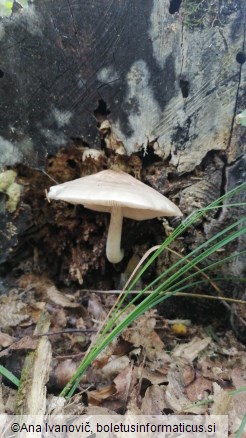 Pluteus cervinus