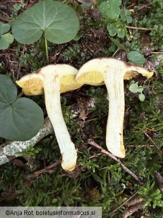Xerocomus ferrugineus