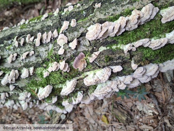 Trichaptum biforme