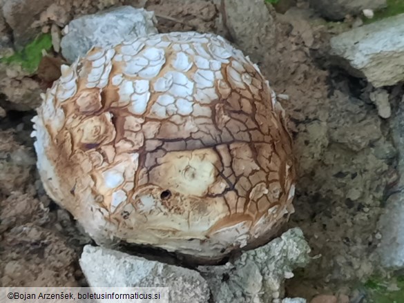 Scleroderma citrinum