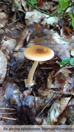 Amanita fulva