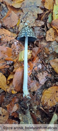 Coprinopsis picacea