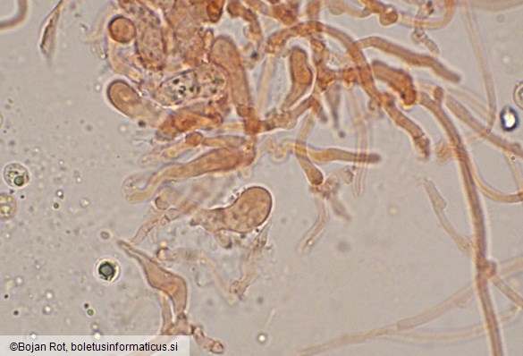 Resupinatus striatulus