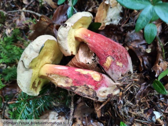 Boletus calopus