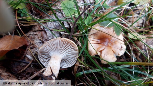 Hygrophorus discoideus