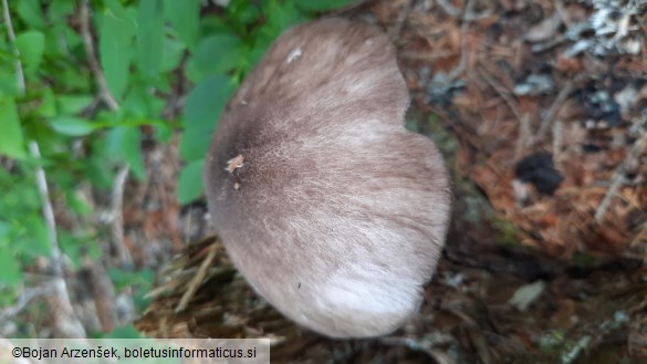 Pluteus atromarginatus