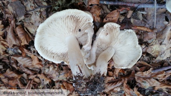 Tricholoma orirubens